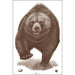 Action Target Alaska State Parks Bear Target