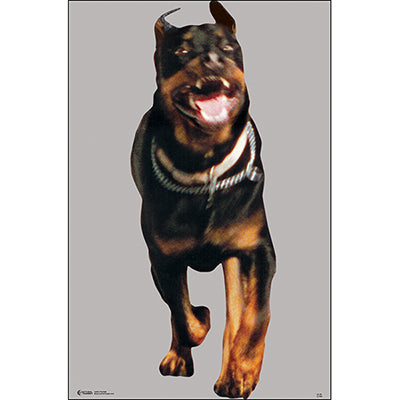 Action Target Rottweiler Dog Split Second Target